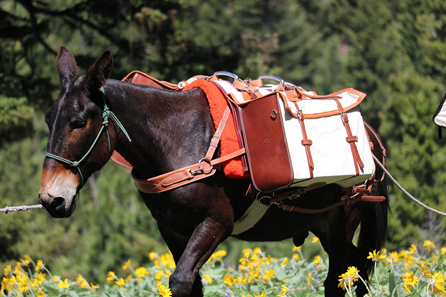 PACK SADDLE FOR MULE » 02foryouandme